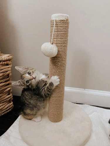 اسکرچر گربه سالیوان پت مدل LARA22